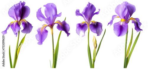 Product photography a purple color iris flower on white Background, product shot, close shot, professional photography, studio lighting, used for marketing purpose
