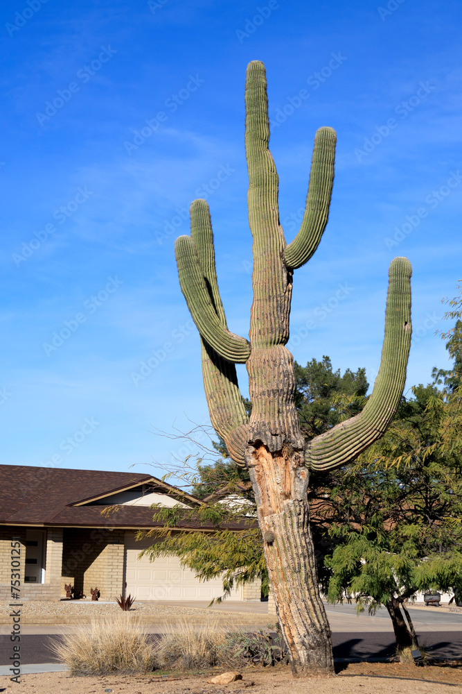Xeriscaped street corner decorated with an old and weathered Saguaro cactus in Phoenix, AZ