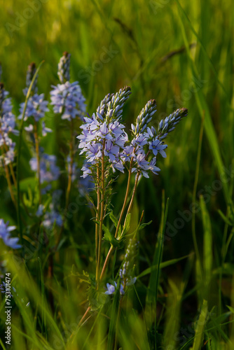 Closeup on the brlliant blue flowers of germander speedwell  Veronica prostrata growing in spring in a meadow  sunny day  natural environment