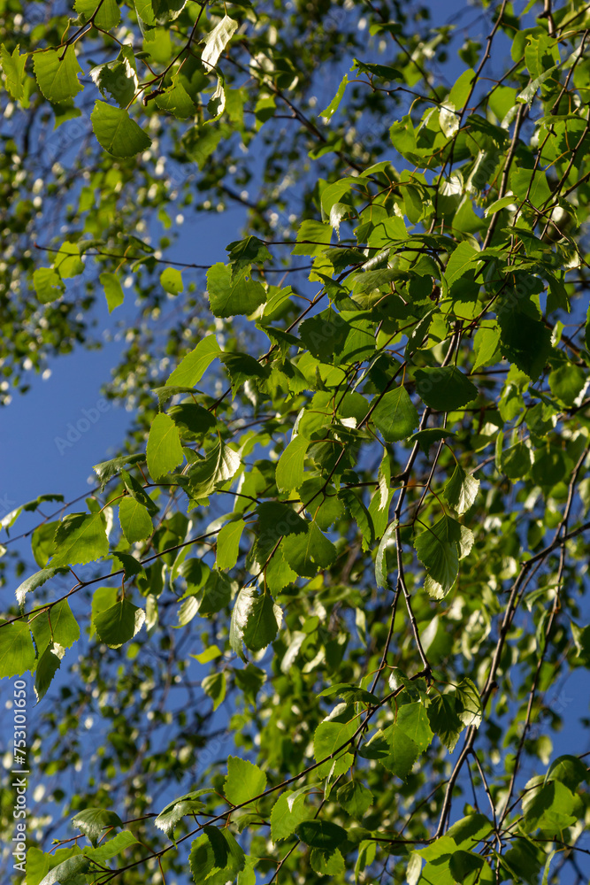 green spring leaves on a branch. birch leaves. birch branches, tree in the park, spring season. young leaves in nature. forest background, close-up. photo of nature. selective focus green spring leaves on a branch. birch leaves. birch branches, tree in the park, spring season. young leaves in nature. forest background, close-up. photo of nature. selective focus