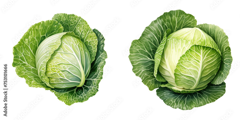 set of two freshcabbage heads clipart watercolor illustration on transparent background, vegetable green veggies - obrazy, fototapety, plakaty 