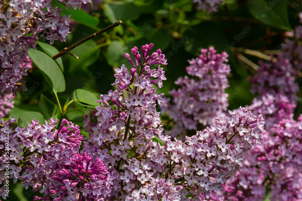 Branches with Lilac buds. Purple Syringa tree flower. Young leaves and buds of lilac. Blossoming buds of lilac Branches with Lilac buds. Purple Syringa tree flower. Young leaves and buds of lilac. Blossoming buds of lilac
