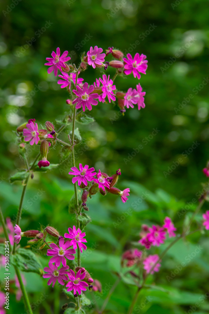 Silene dioica Melandrium rubrum, known as red campion and red catchfly, is a herbaceous flowering plant in the family Caryophyllaceae. Red campion Silene dioica Melandrium rubrum, known as red campion and red catchfly, is a herbaceous flowering plant in the family Caryophyllaceae. Red campion
