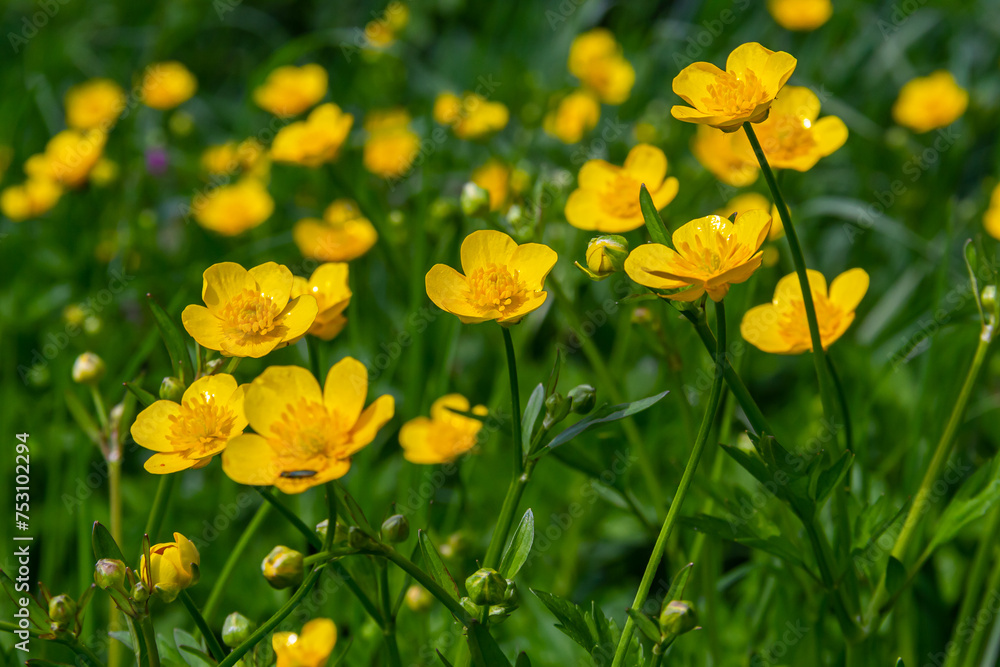Close-up of Ranunculus repens, the creeping buttercup, is a flowering plant in the buttercup family Ranunculaceae, in the garden
