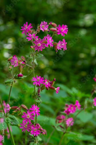 Silene dioica Melandrium rubrum  known as red campion and red catchfly  is a herbaceous flowering plant in the family Caryophyllaceae. Red campion
