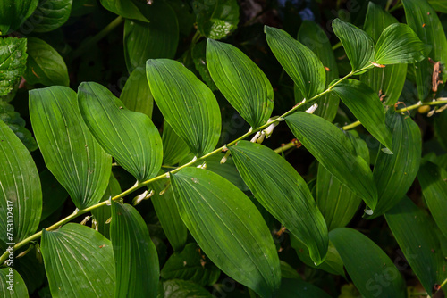 Wallpaper Mural Polygonatum multiflorum, the Solomon's seal, David's harp, ladder-to-heaven or Eurasian Solomon's seal, is a species of flowering plant in the family Asparagaceae Torontodigital.ca