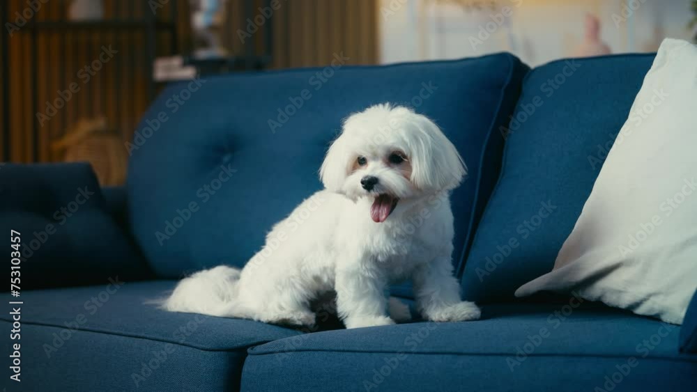 Fluffy Maltese puppy sitting on sofa at home, looking around, pet lifestyle Fluffy Maltese puppy sitting on sofa at home, looking around, pet lifestyle