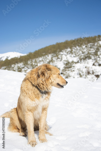 portrait of a long-haired  tan-colored dog with blue eyes on a winter day in the snow