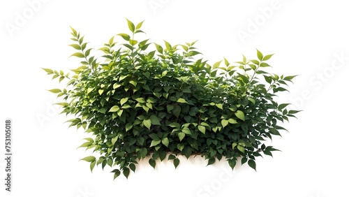 Green bush isolated on white background
