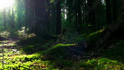 Walking through the morning forest. Sunny forest in the rays of the rising sun. Powerful trees and light haze. Magnificent sunrise in the forest, rays make their way through the branches of trees 4K