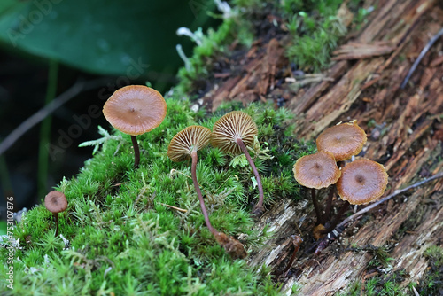 Pinelitter Gingertail, Xeromphalina cauticinalis, also known as Marasmius cauticinalis, wild mushroom from Finland photo