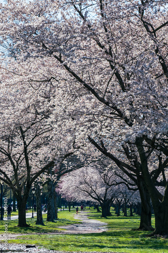 cherry blossom in spring