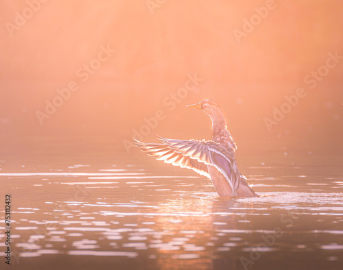 bird in the water © Nelton Gomes