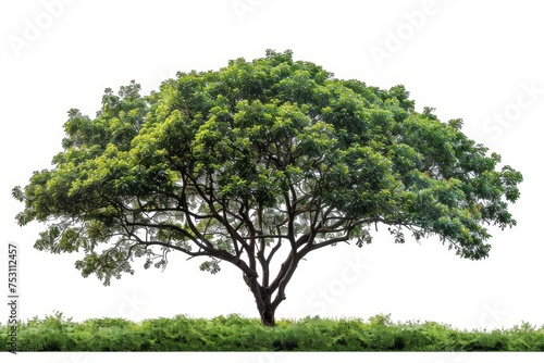 An isolated tree on white with a clipping path