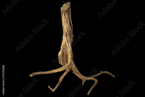 Exotic Driftwood branches tree for aquarium isolated on a black background with clipping path