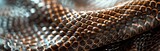 macro close up of a snake skin scales 