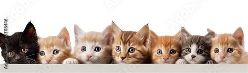 Banner with cats in a row isolated on white background. © paulmalaianu