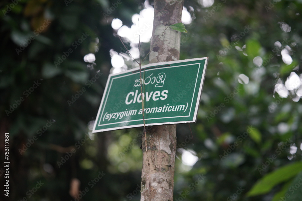 cloves tree sign in a garden. english and sri lanka language.