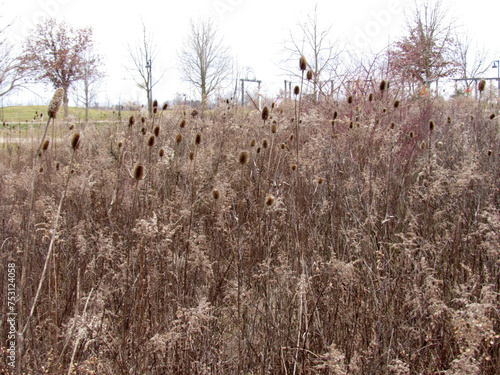 Teasel photo