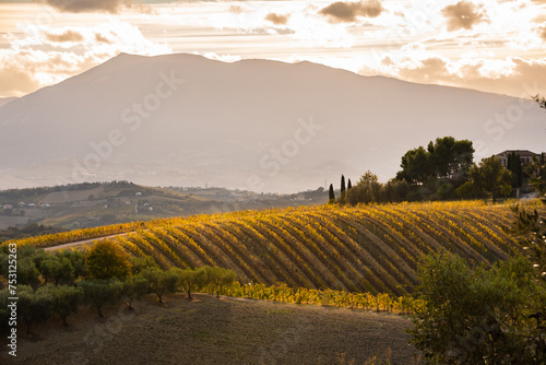 Agricultural land on hill with vineyard in autumn. Countryside landscape