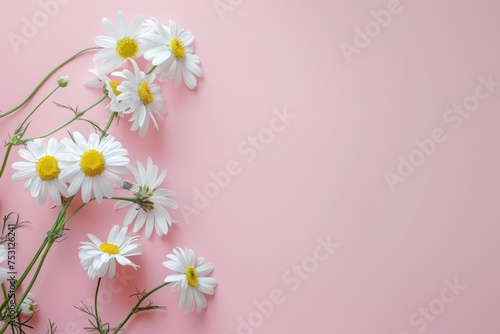  White daisy chamomile flowers on a pale pink background. Creative lifestyle, summer, spring concept. 