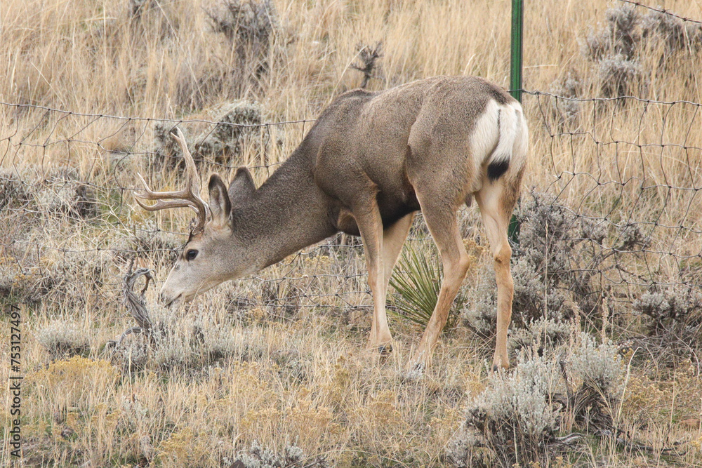 Obraz premium deer in the woods