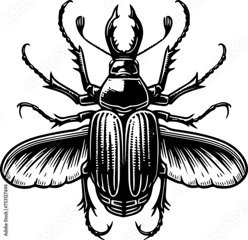  Ambrosia Beetle 
