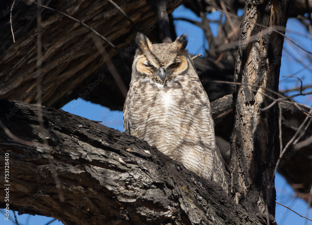 great horned owl sitting on a branch great horned owl sitting on a branch