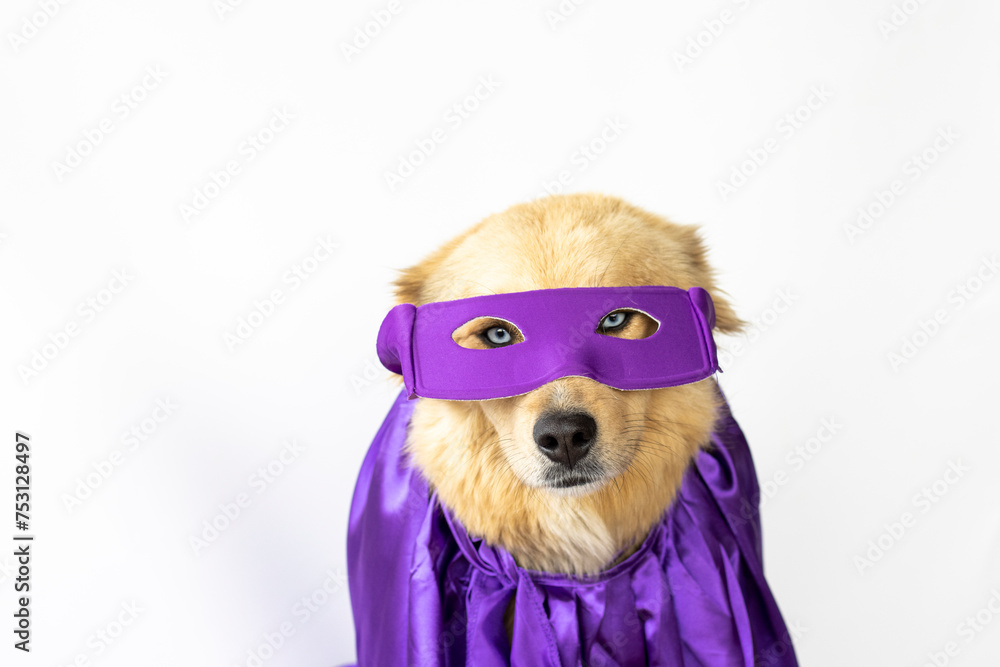 Obraz premium dog with blue eyes and long, cinnamon hair with a cape and purple superhero mask ready for the 8M