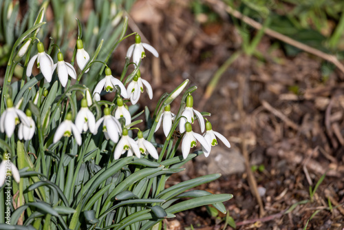 White Galanthus (snowdrops) flowers blooming in spring