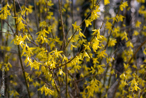 Yellow flowers of forsythia in spring photo