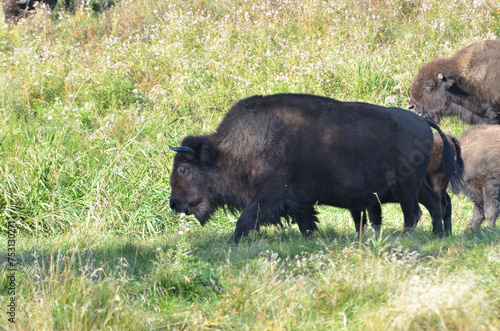 Bison at Elk Island Park, Alberta, Canada