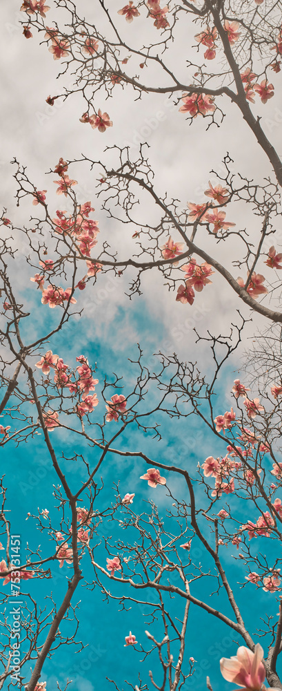 Low angle view of blooming magnolia tree in spring