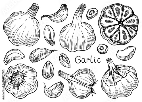 Set garlic sketch. Spicy vegetable ingredient. Slices, half. Hand drawn vector illustration.