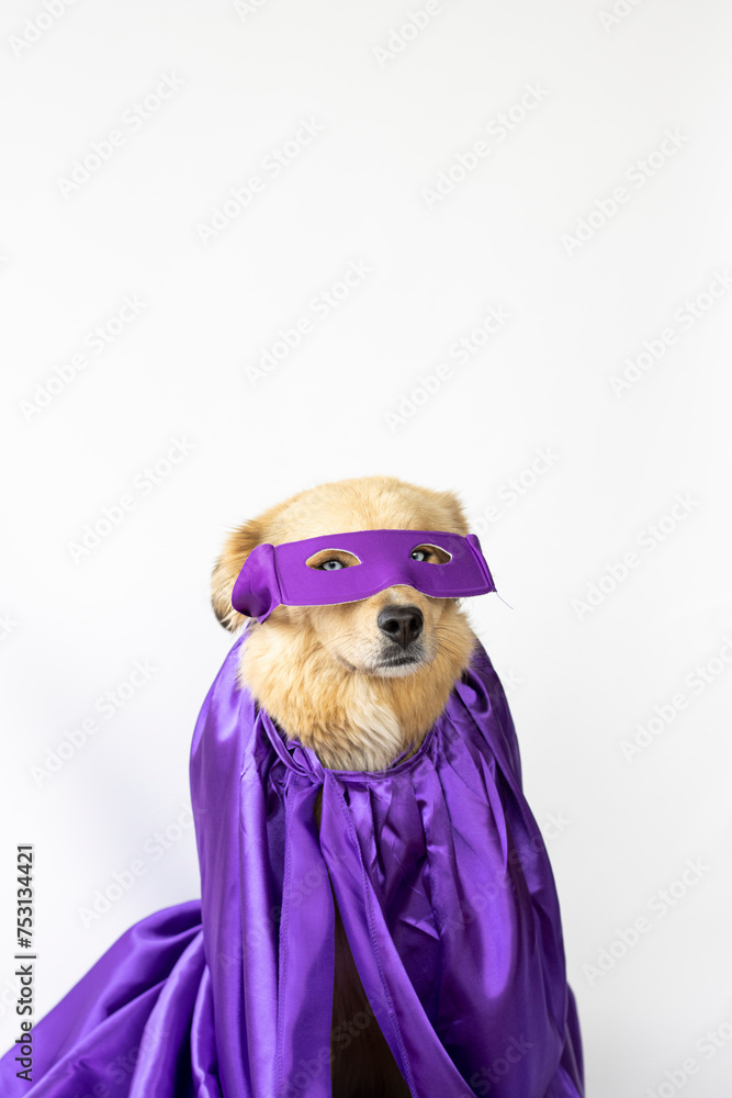 dog with blue eyes and long, cinnamon hair with a cape and purple superhero mask ready for the 8M dog with blue eyes and long, cinnamon hair with a cape and purple superhero mask ready for the 8M
