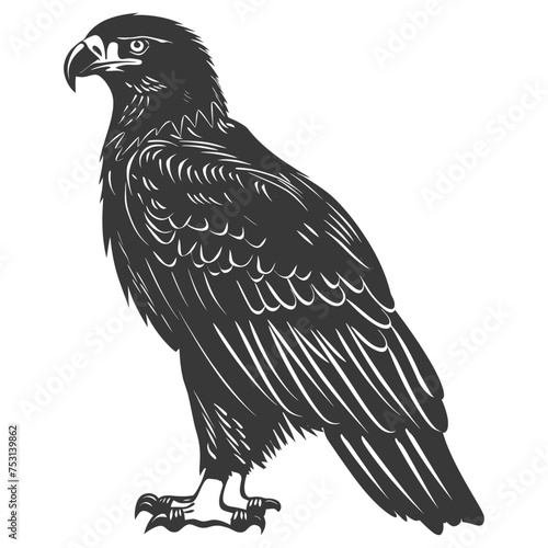 Silhouette eagle animal black color only full body