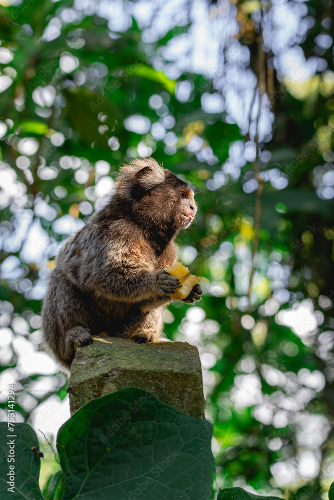 Obraz premium Sagui monkey in the wild eating a piece of banana, in the countryside of São Paulo Brazil.