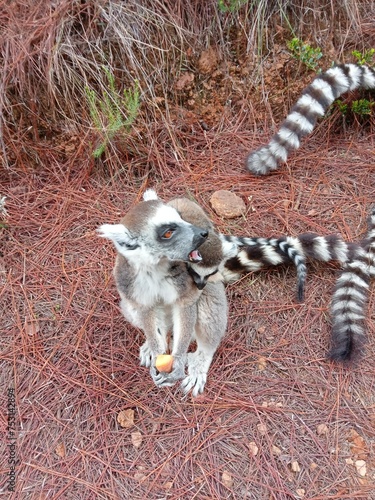 lemur sitting on the ground