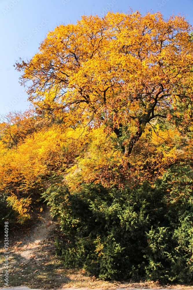 Autumn in a park - tree with golden leaves