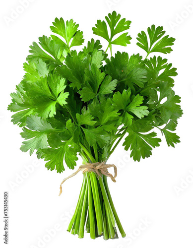 Bunch of green parsley isolated on white background. Fresh greens are tied in a bundle photo