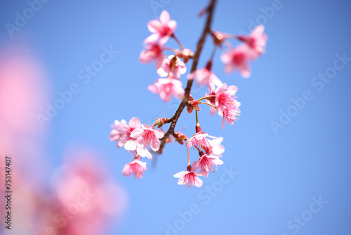 pink cherry blossom sakura flowers in close up