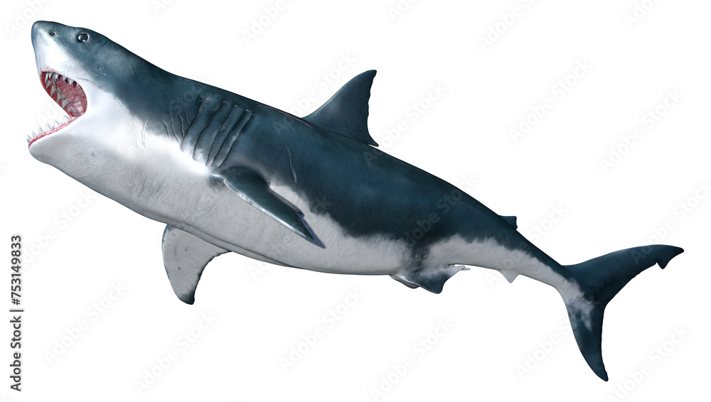 3D Rendering Shark on White 3D Rendering Shark on White