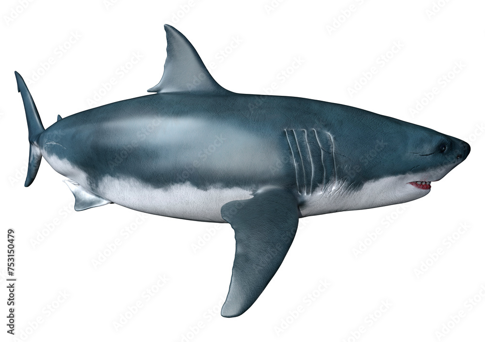 Fototapeta premium 3D Rendering Shark on White