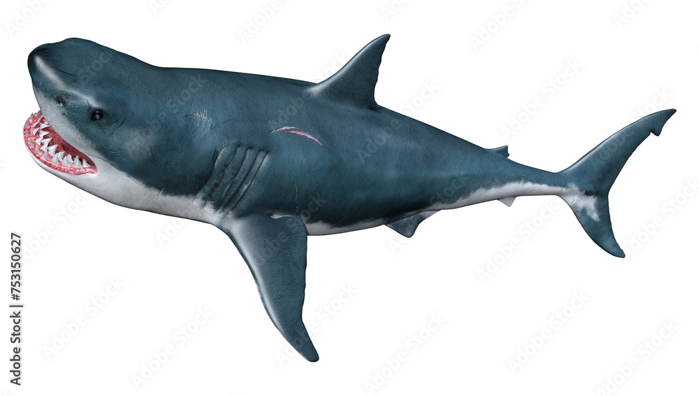 3D Rendering Shark on White 3D Rendering Shark on White