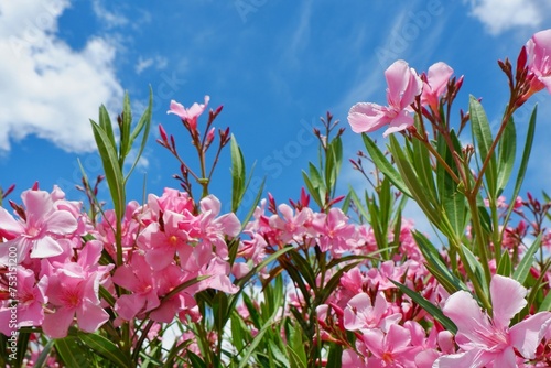 Upward view on vibrant oleander nerium of pink colour against blue sky photo