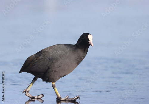 Canvas Print Eurasian coot