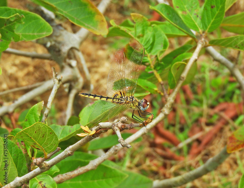 Libélula en posada una rama 