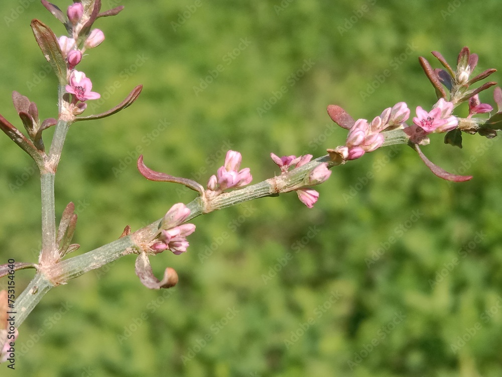 polygonum equisetiforme sm flower or Horsetail Knotweed flowers polygonum equisetiforme sm flower or Horsetail Knotweed flowers
