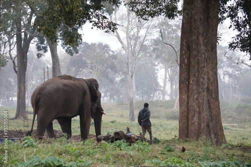 Canvas Print elephants in sanctuary