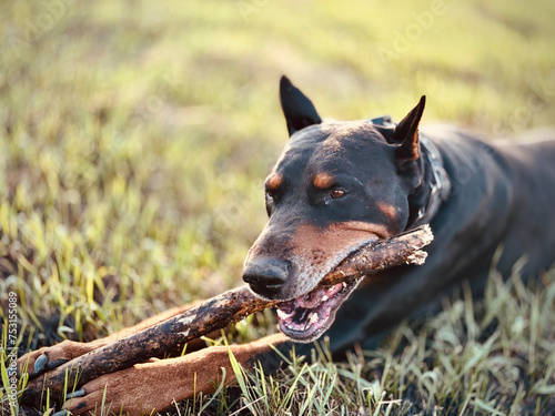 Sitting cropped doberman holding with paws and bitting wooden stick, selective focus and blurred grass background